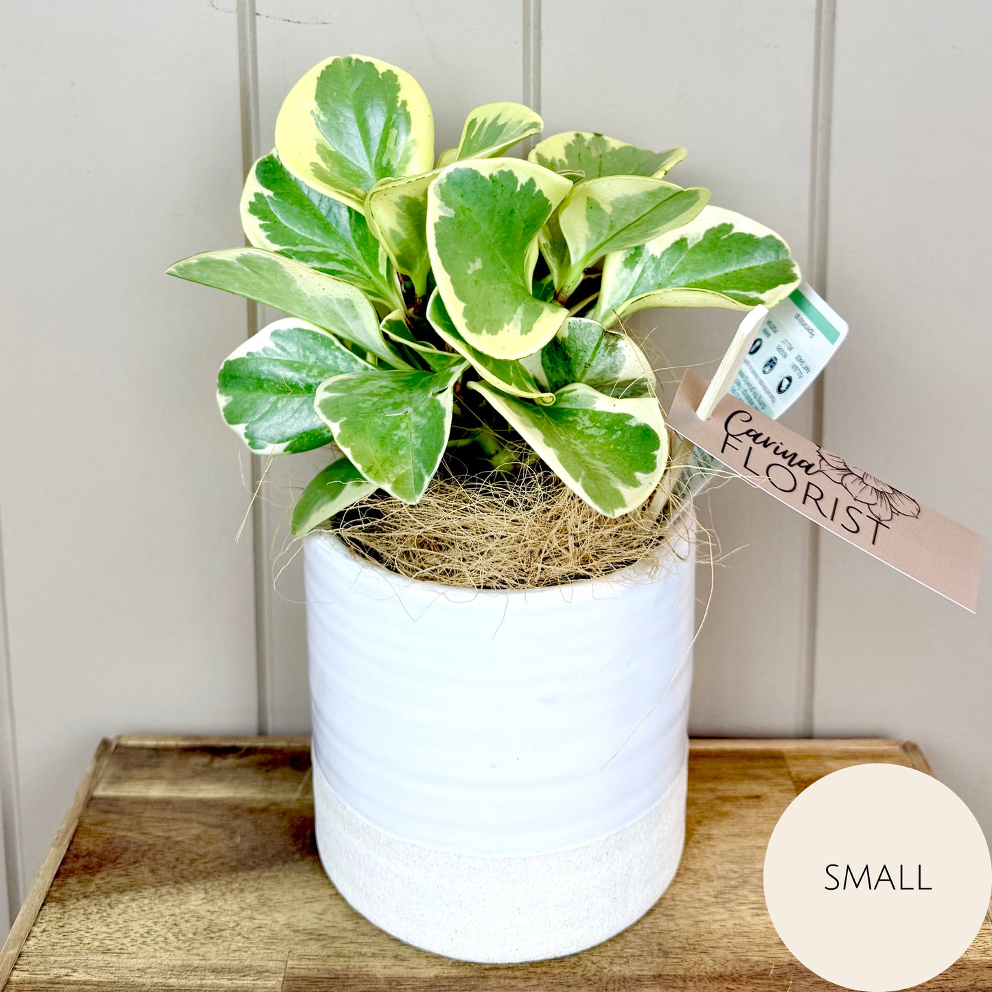 Peperomia Plant