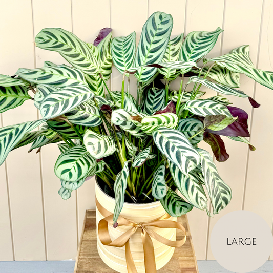 Calathea Plant