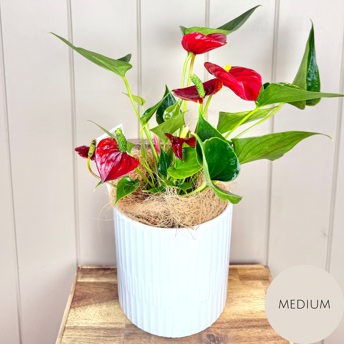 Anthurium Plant