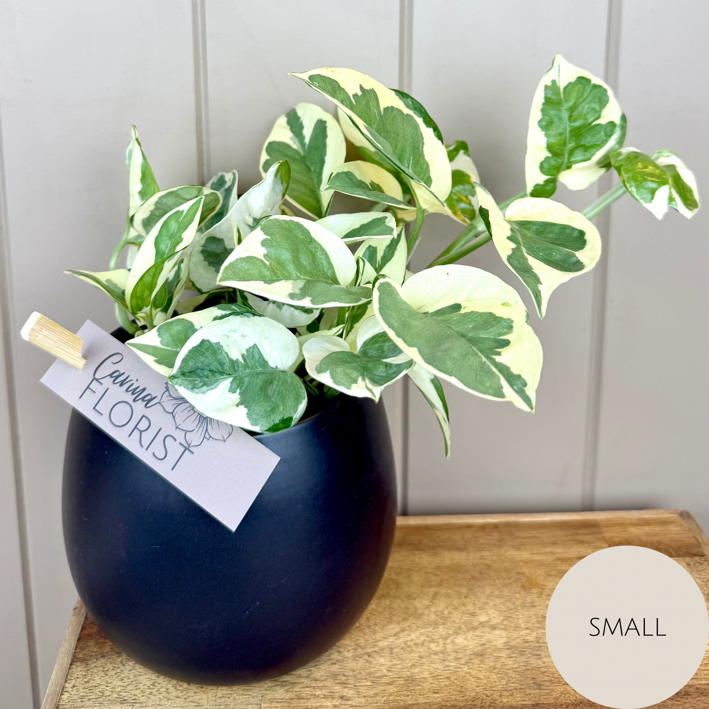 Devils Ivy - Pothos Plant