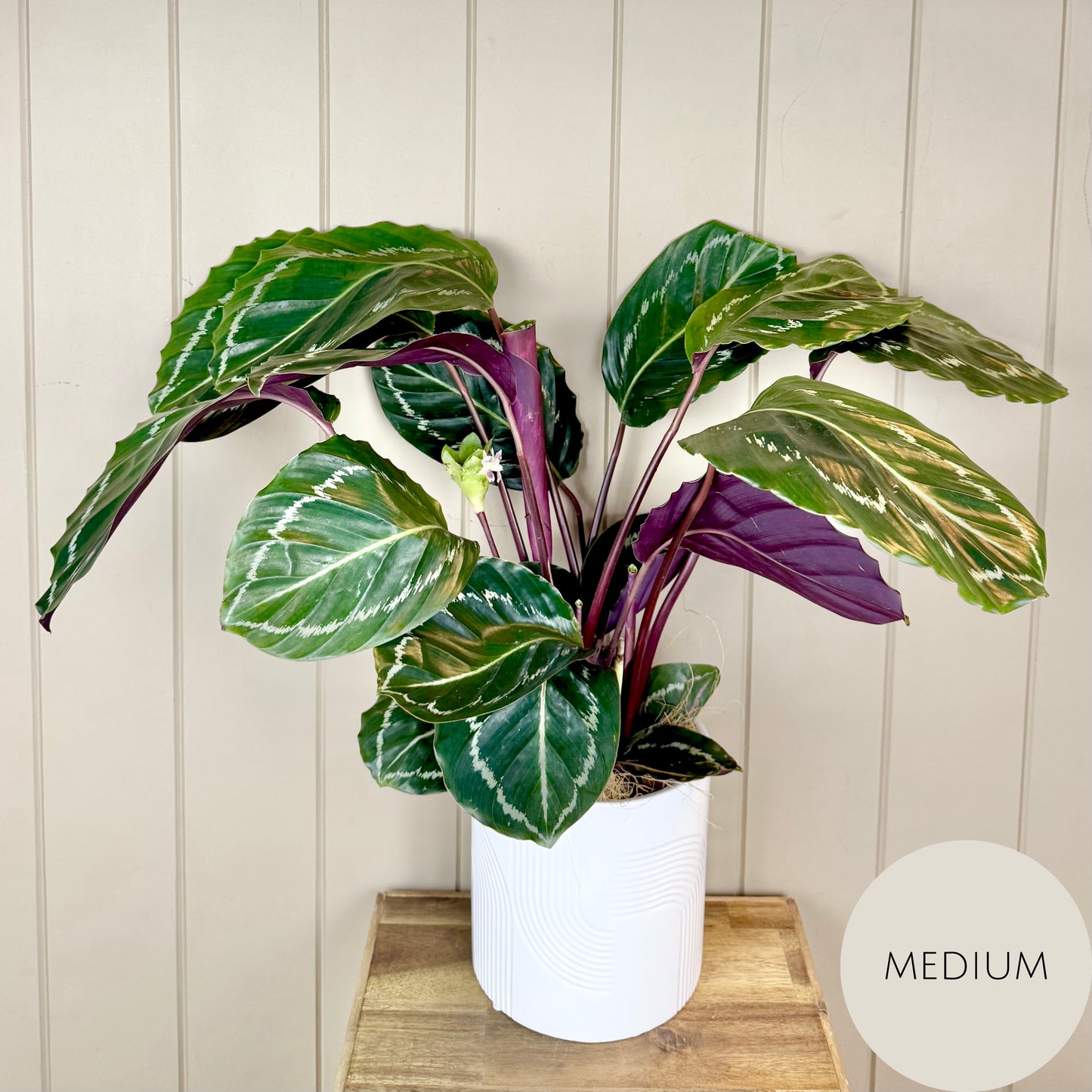 Calathea Plant