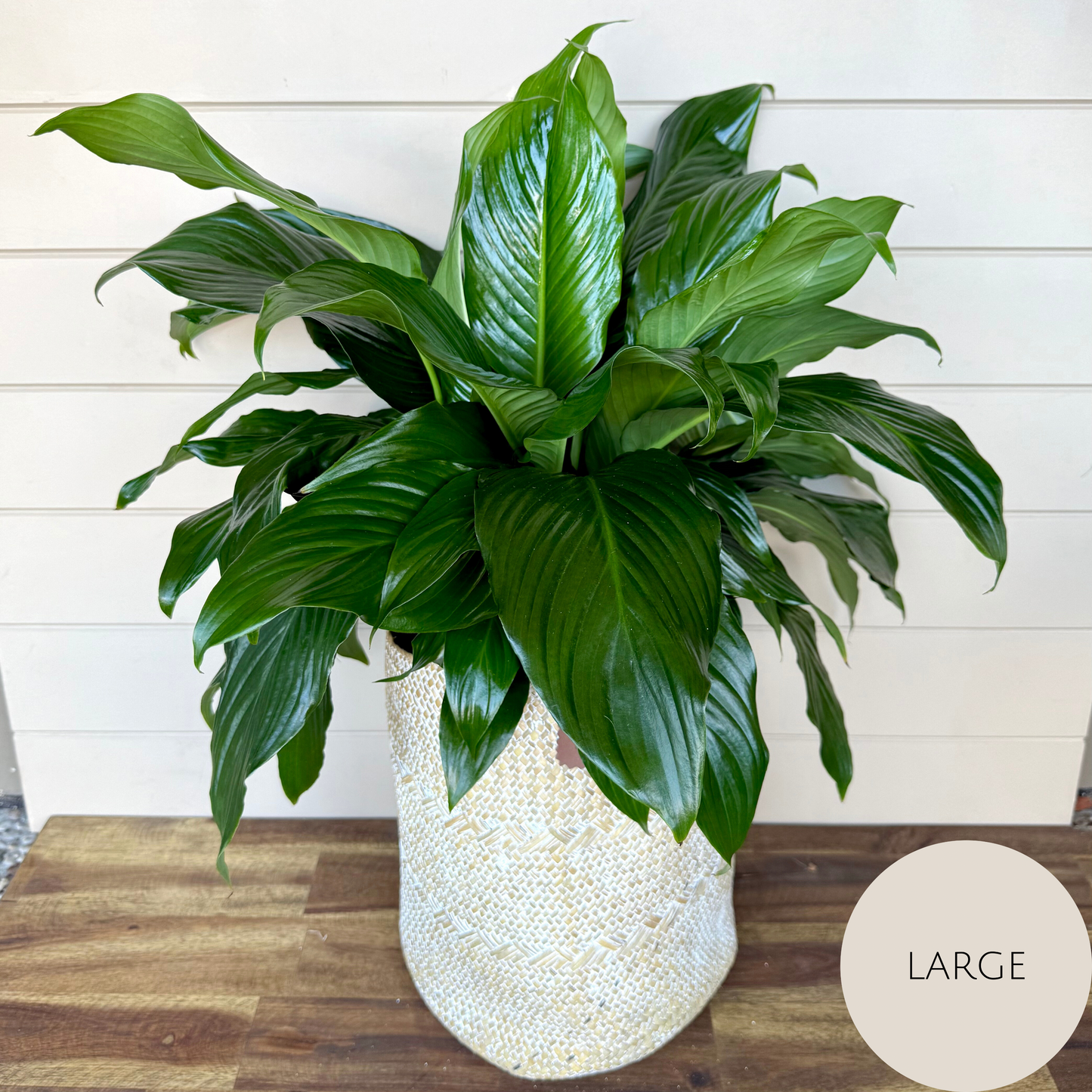 Peace Lily Plant