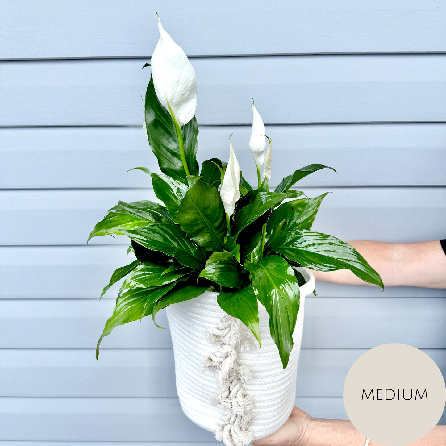 Peace Lily Plant