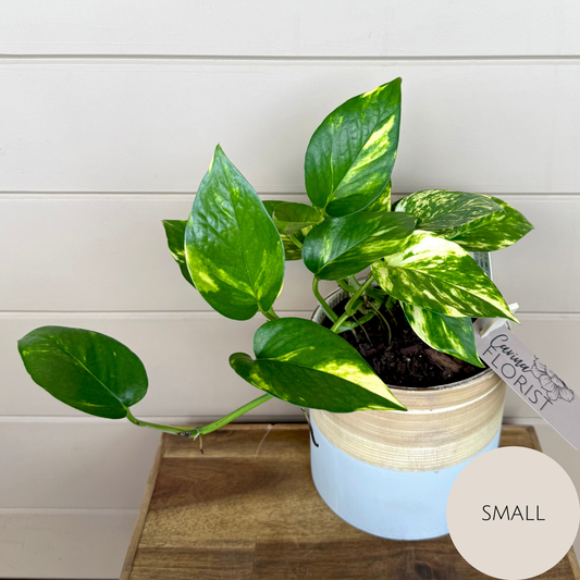 Devils Ivy - Pothos Plant