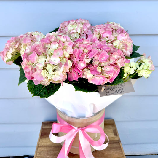 Hydrangea Plant - Pink