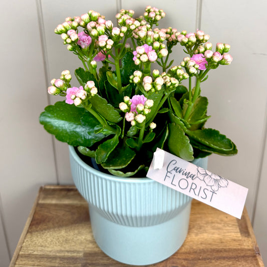 Kalanchoe Flowering Plant