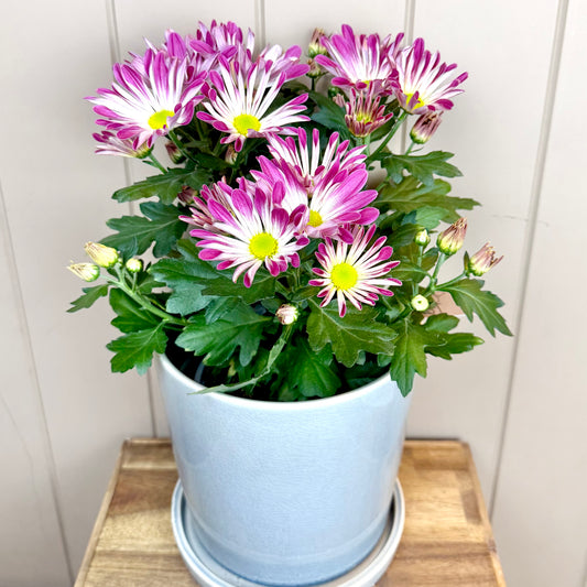 Chysanthemum Daisy Plant