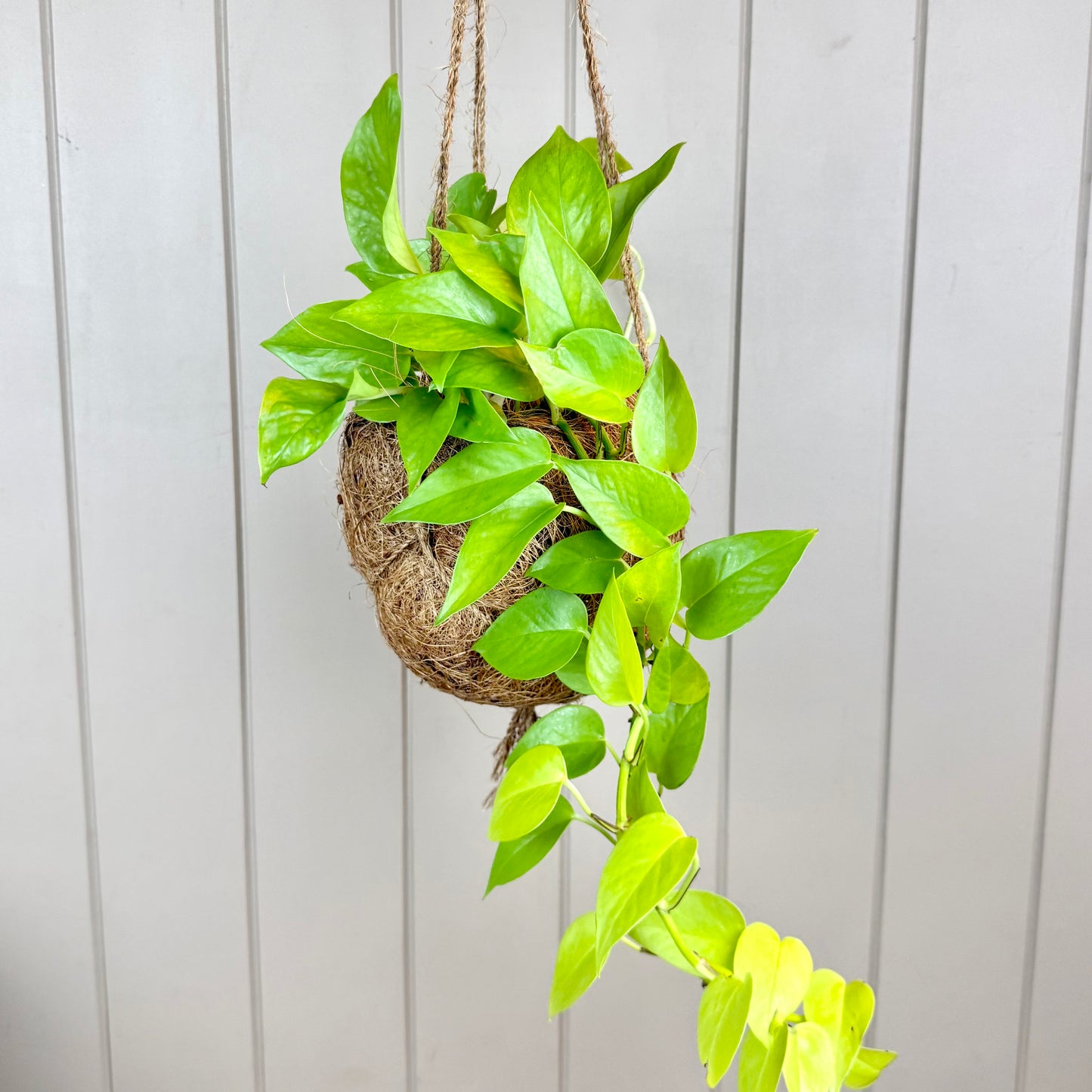 Devils Ivy - Pothos Plant