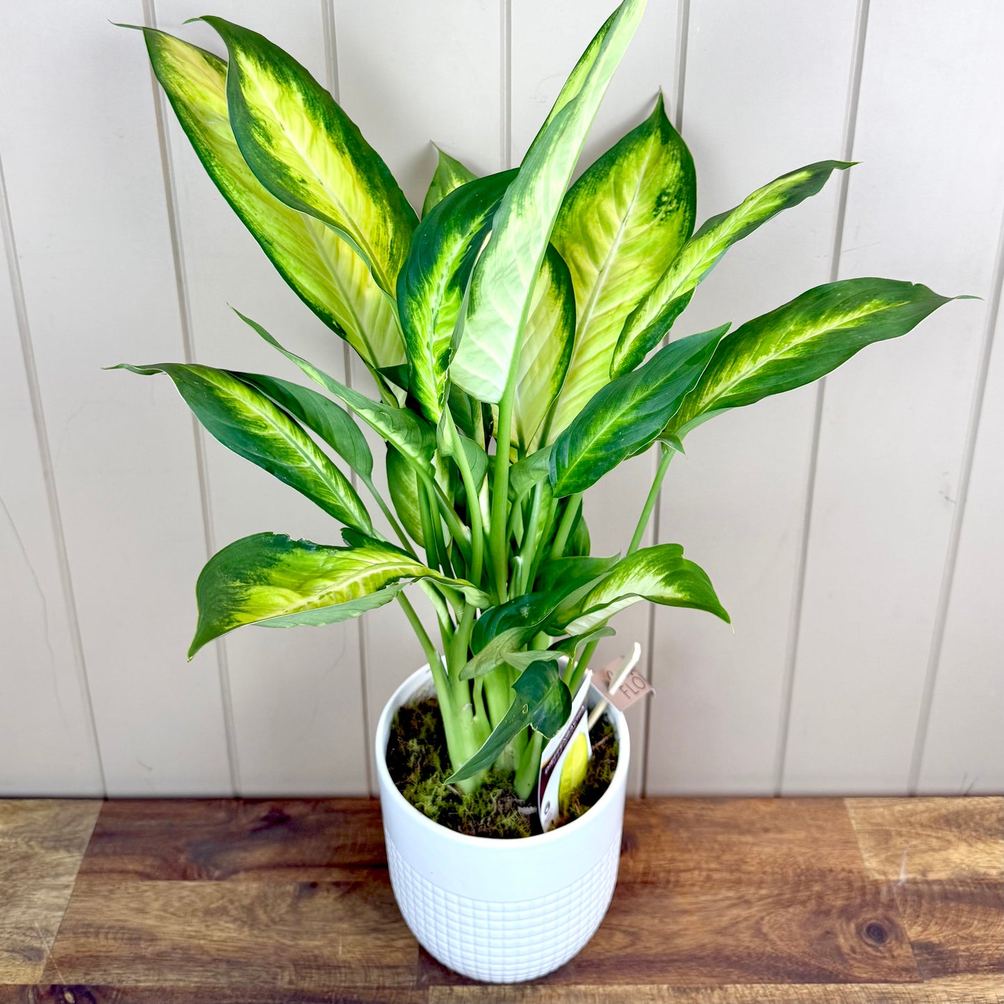 Dieffenbachia Plant - Tropic