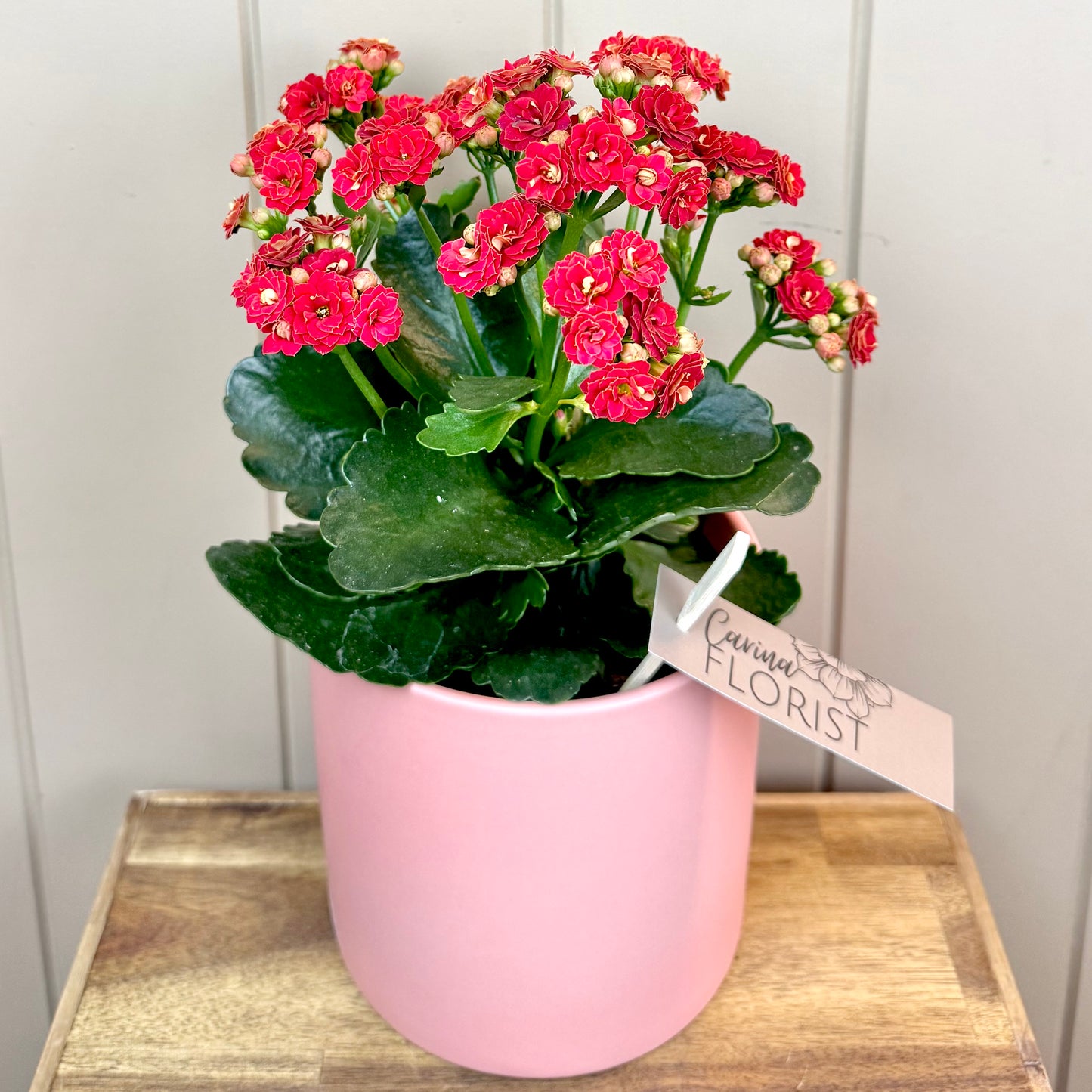 Kalanchoe Flowering Plant