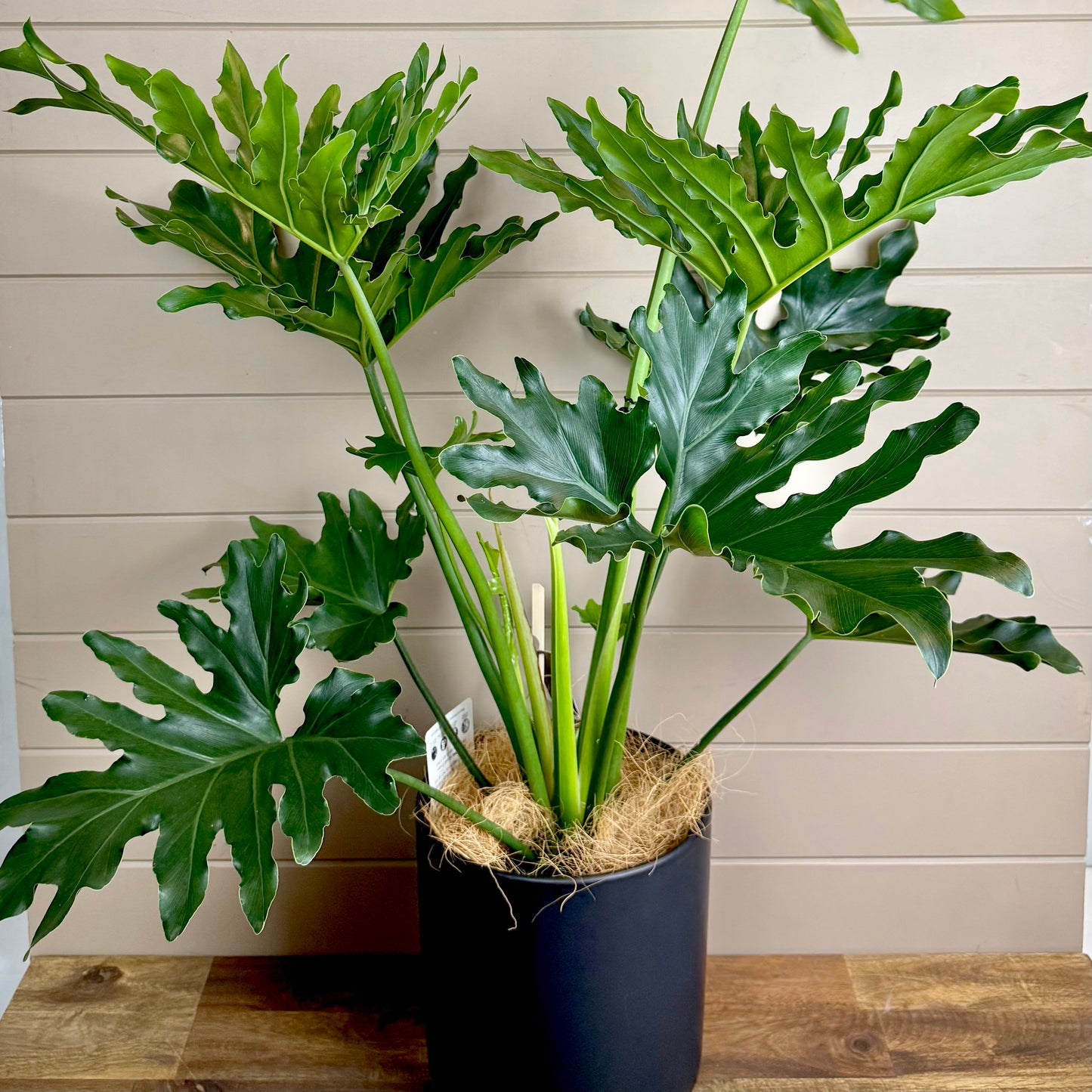 Philodendron Plant - Hope