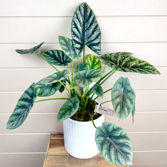Alocasia Sinuata Plant