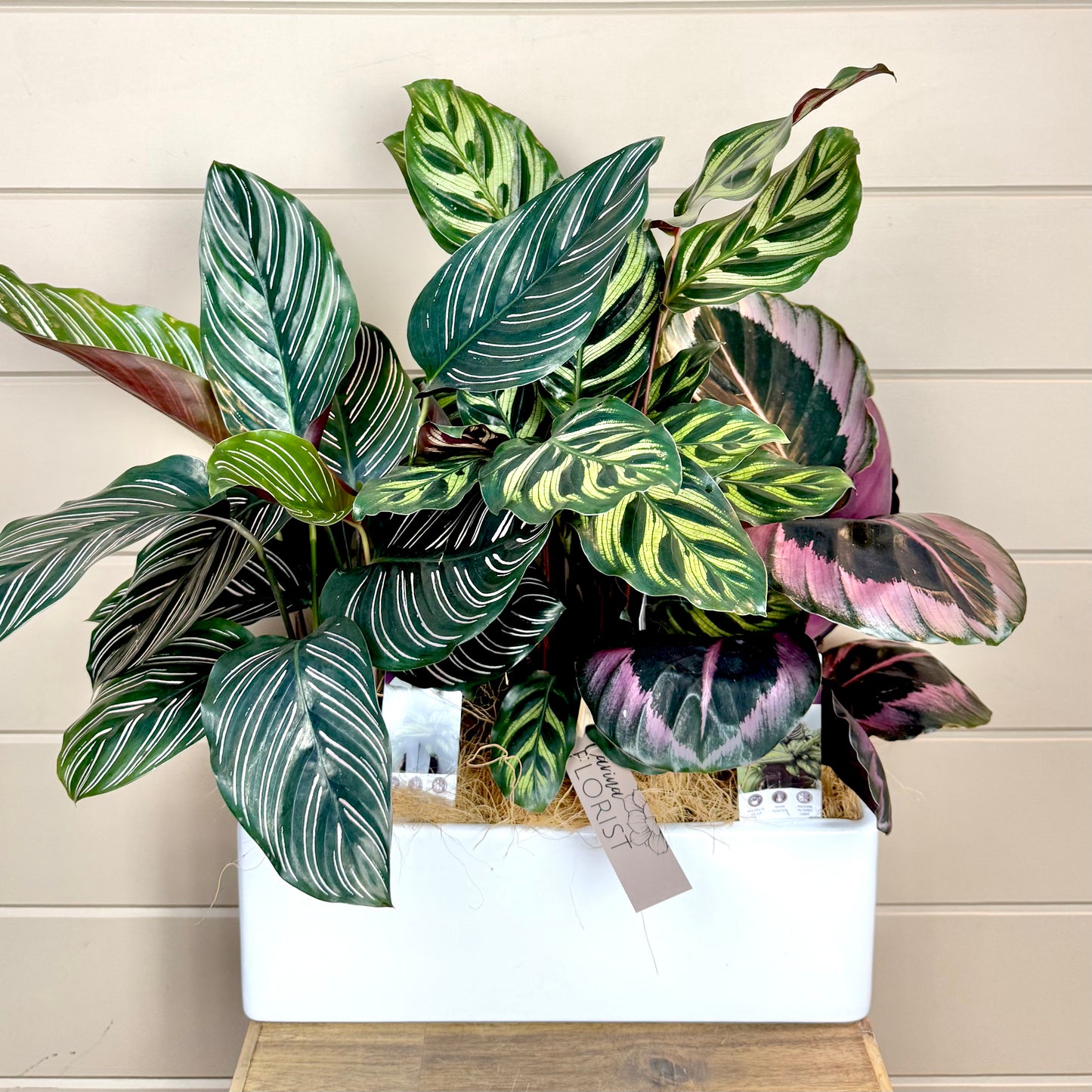 Calathea Plant
