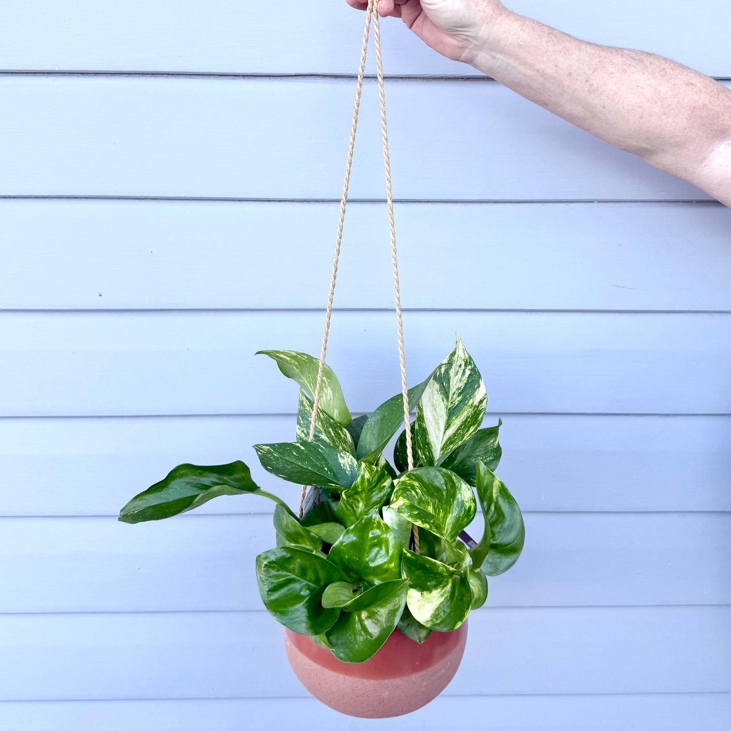 Hanging Plants