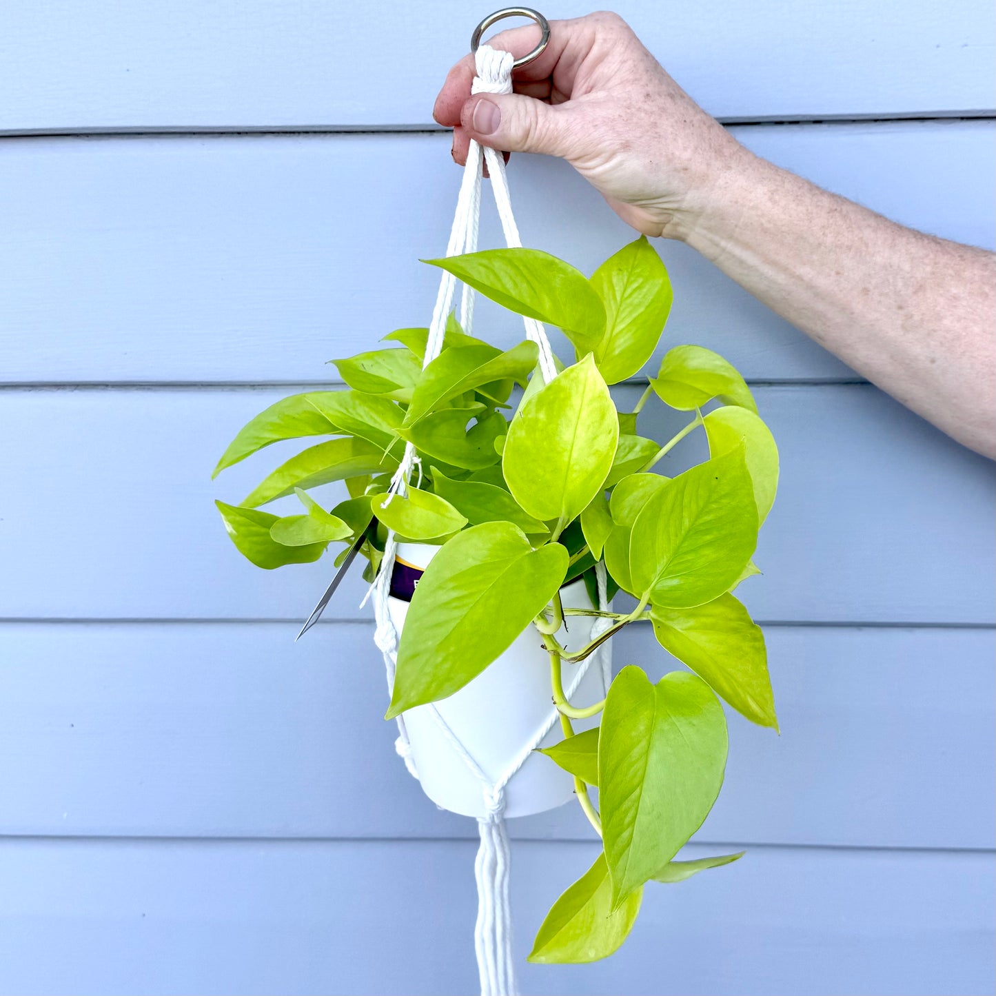 Hanging Plants
