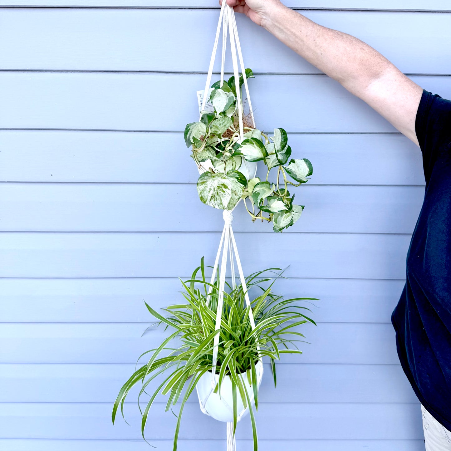 Hanging Plants