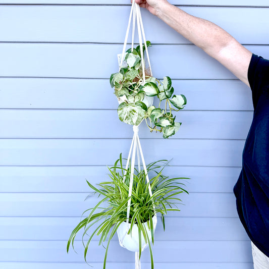 Hanging Plants