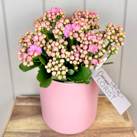 Kalanchoe Flowering Plant