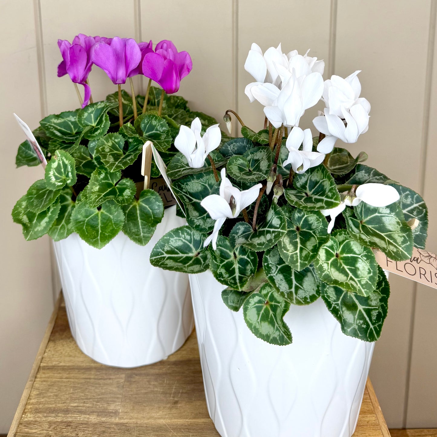 Cyclamen Flowering Plant