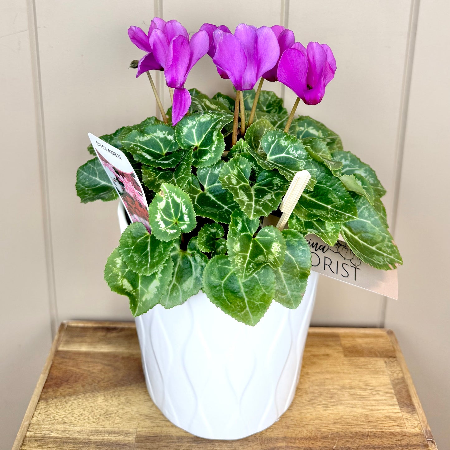 Cyclamen Flowering Plant