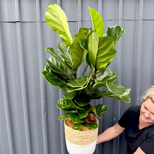 Fiddle Leaf Ficus Plant