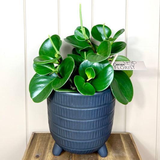 Peperomia Plant