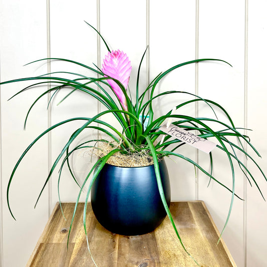 Tillandsia ‘Pink Quill’ Plant