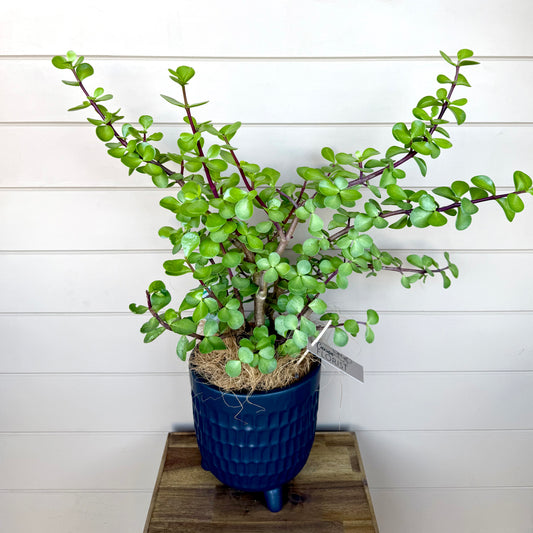 Portulacaria Jade Plant
