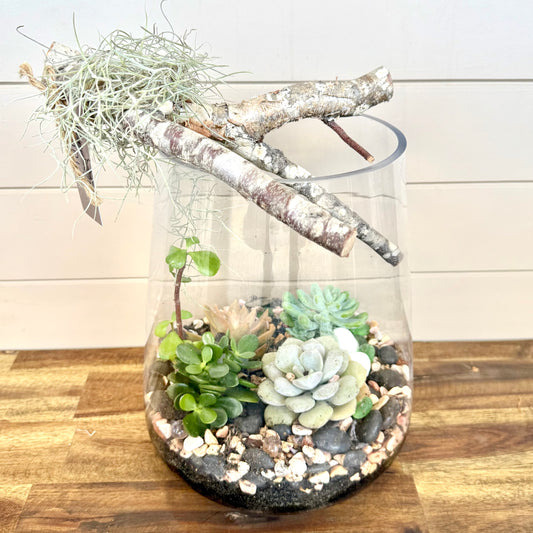 Succulent Terrarium Plants
