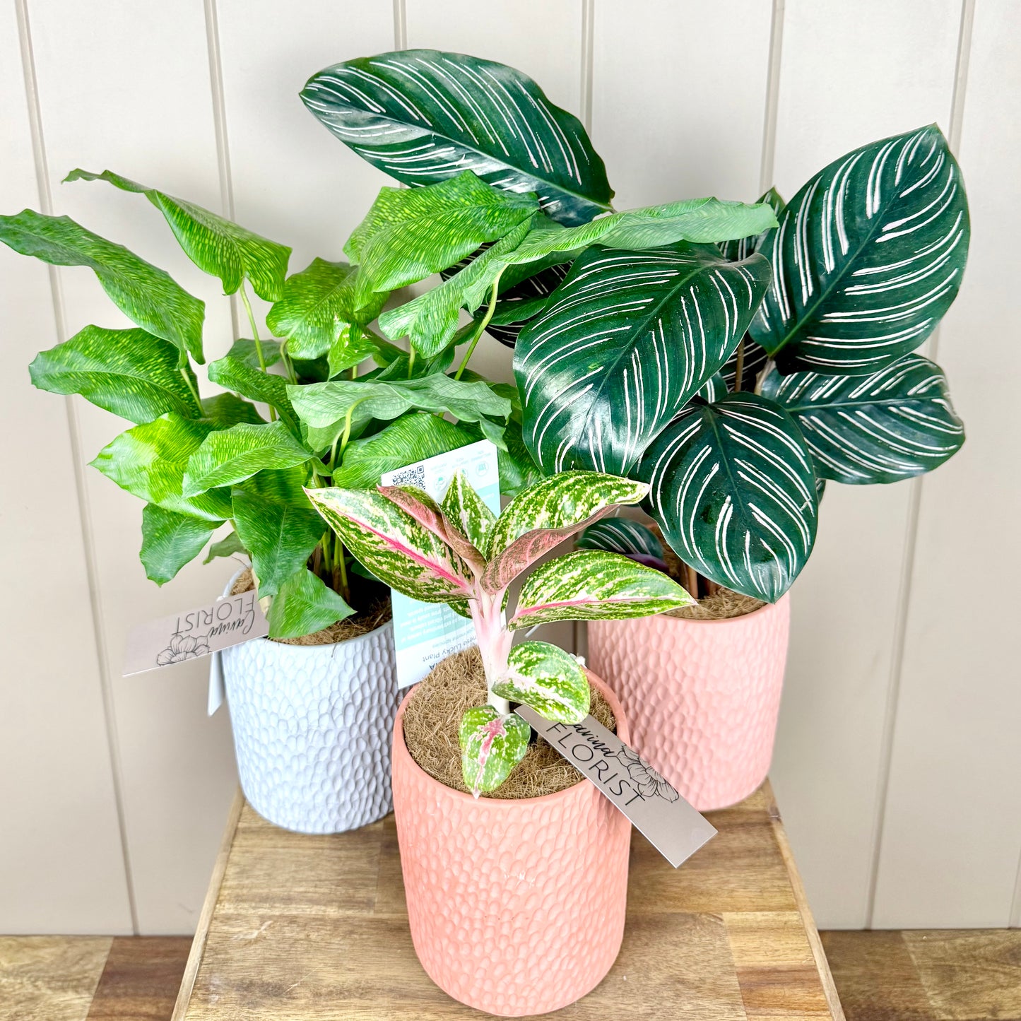 Eche Pot Plant