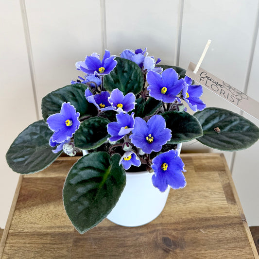 African Violet Plant