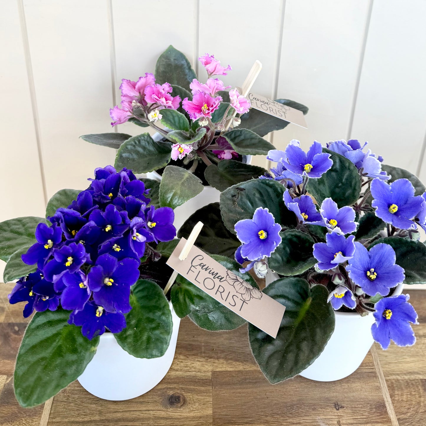 African Violet Plant