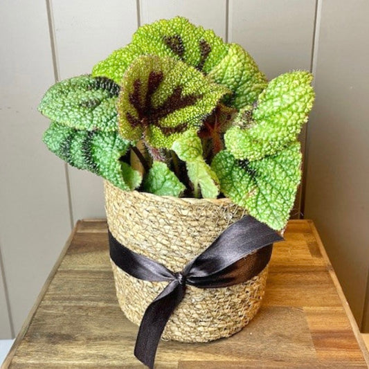 Iron Cross Plant