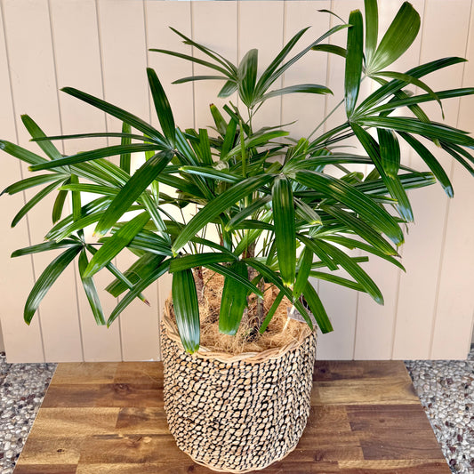 Lady Palm Plant