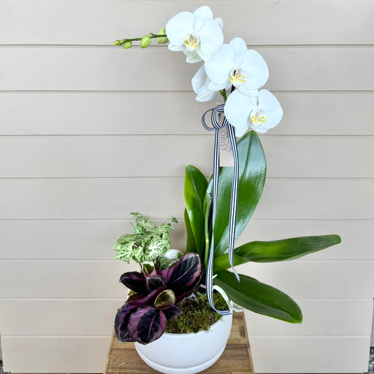 Orchid Garden