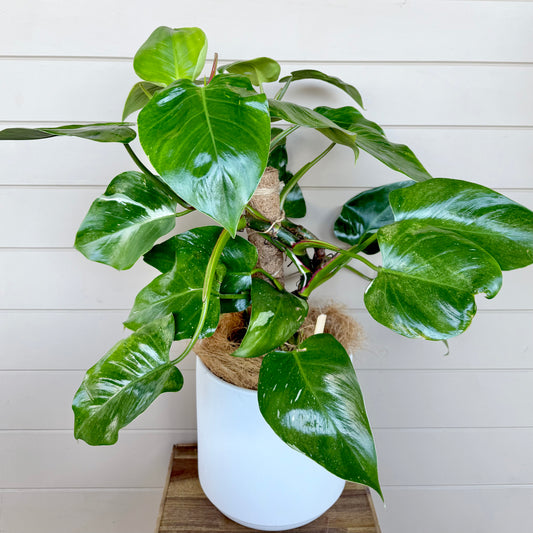 Philodendron White Wizard Plant