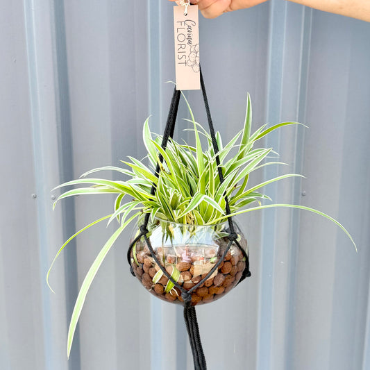 Hanging Plants