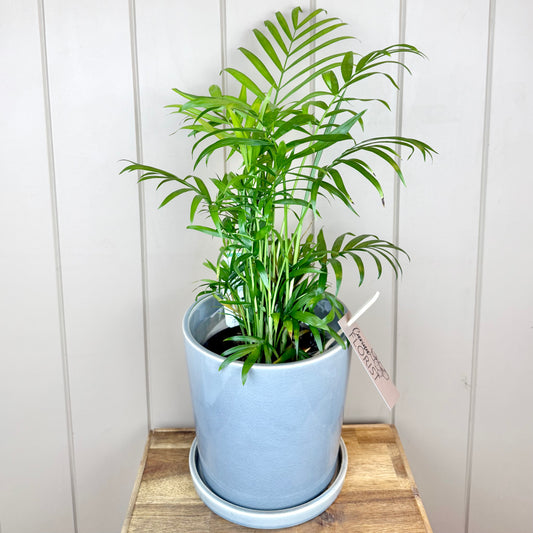 Parlor Palm Plant