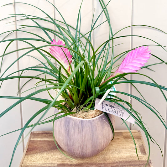 Tillandsia ‘Pink Quill’ Plant