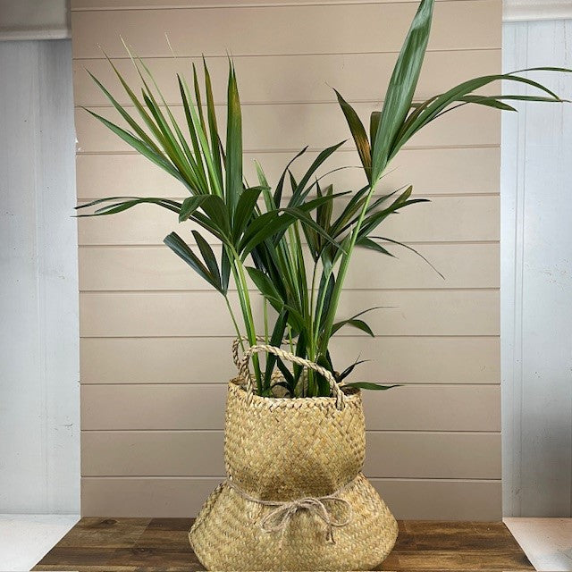 Kentia Palm
