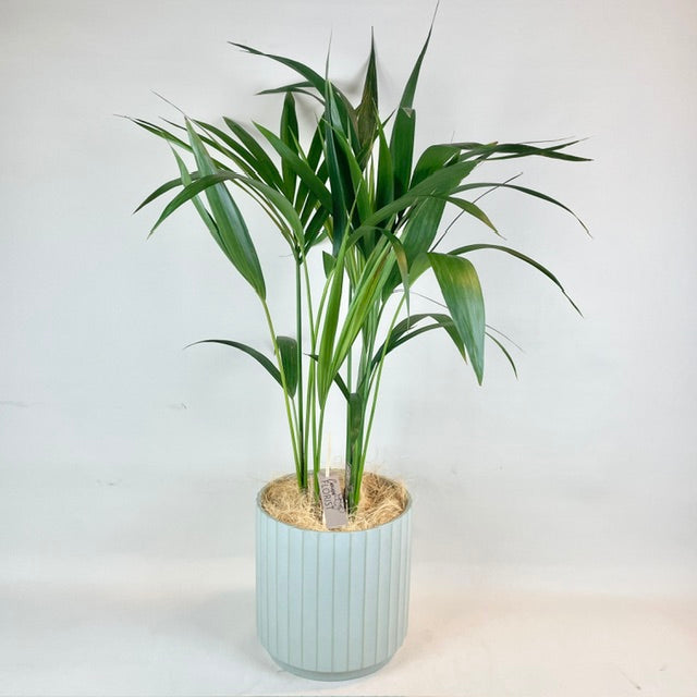 Parlor Palm Plant