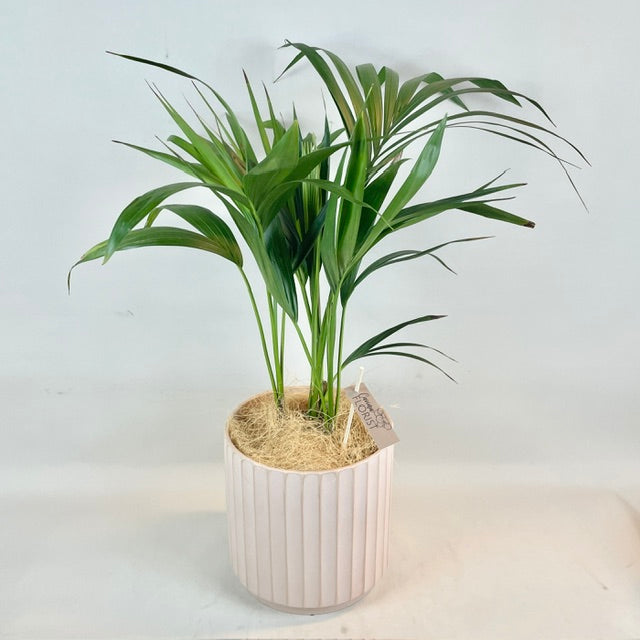 Parlor Palm Plant