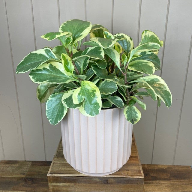 Peperomia Plant