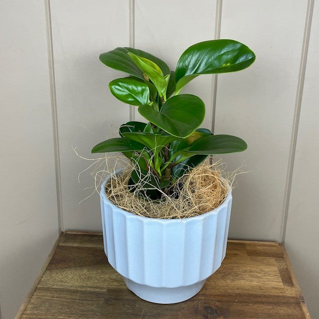Peperomia Plant