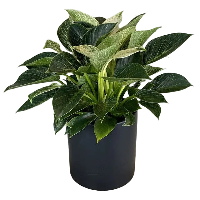 Philodendron  - Birkin