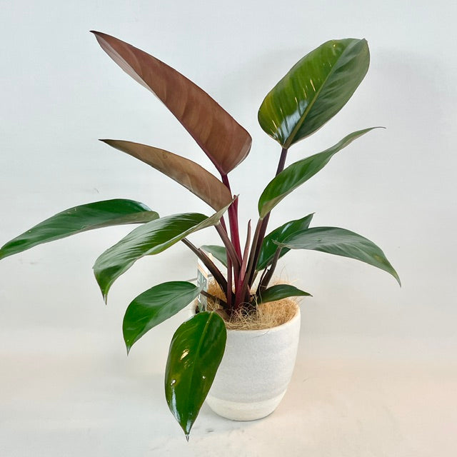 Philodendron Congo