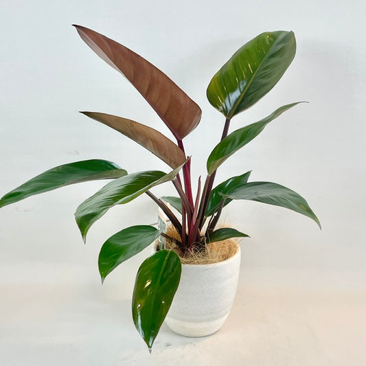 Philodendron Congo