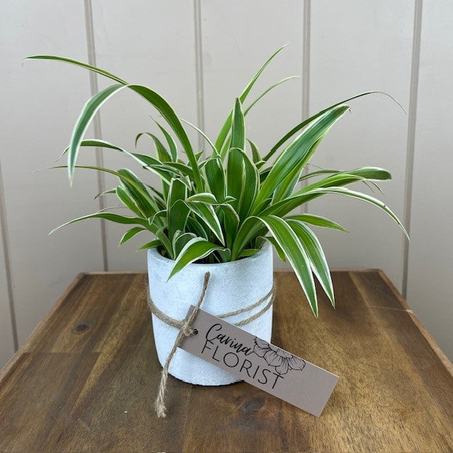 Spider Plant
