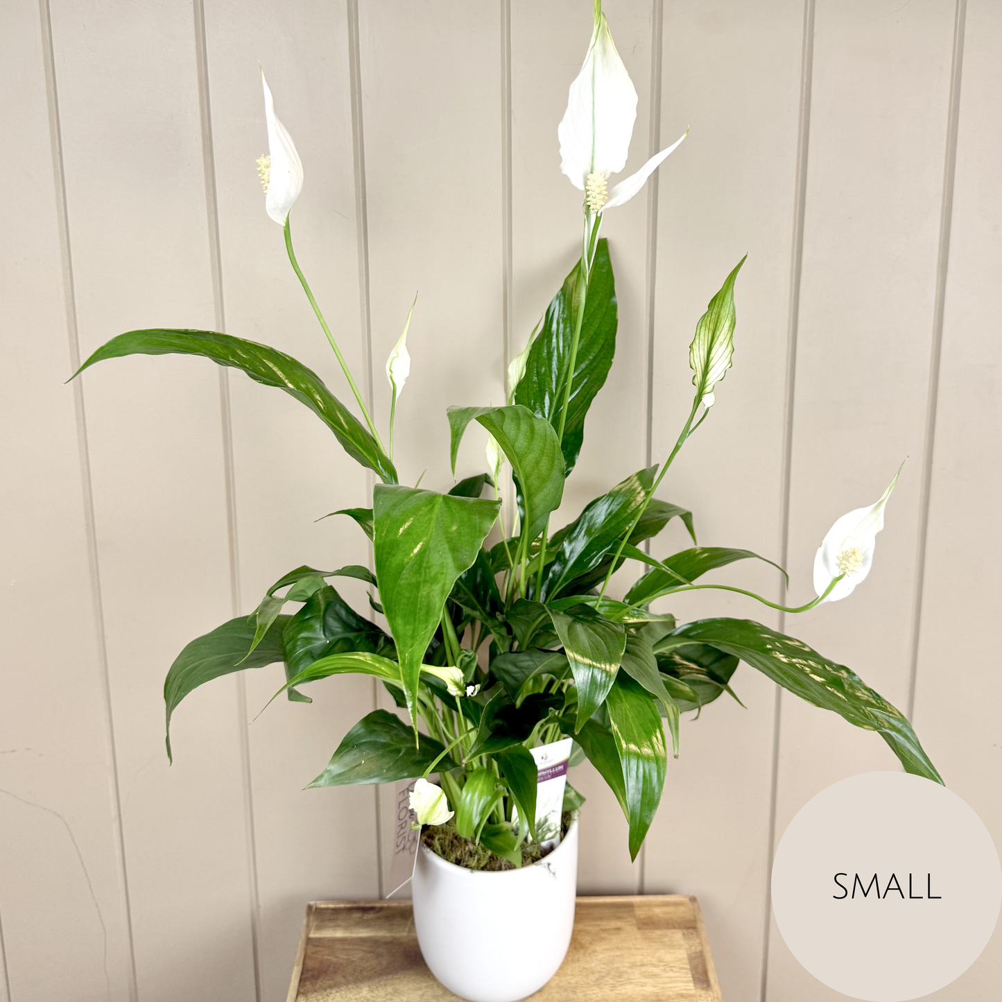 Peace Lily Plant