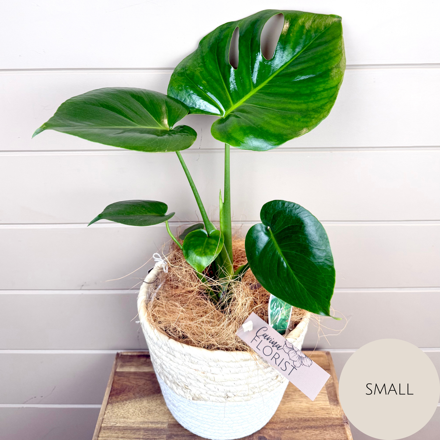 Monstera Deliciosa Plant
